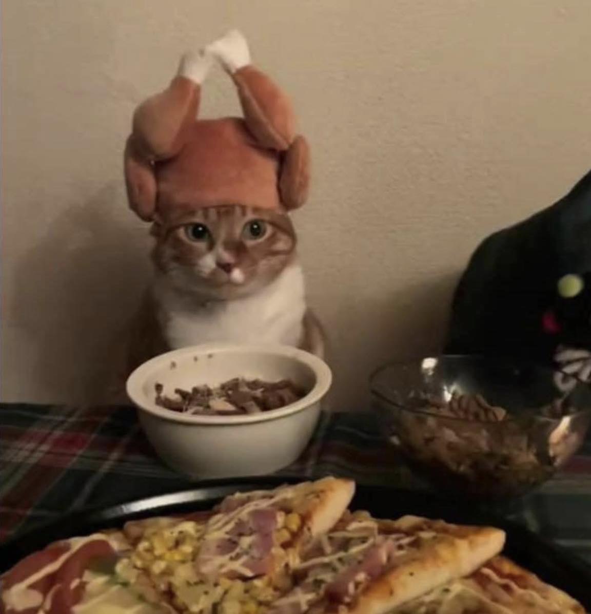 Ranzy Cat